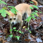 Un Mountain Feist marchant sur une surface herbacée et semblant détendu