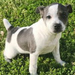 Un chiot Mountain Feist assis sur un terrain herbeux et regardant vers la caméra 