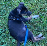 Un Mountain Feist allongé sur un terrain herbeux et qui est tenu en laisse 