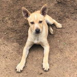 Un Mountain Feist sur une surface sableuse et semblant détendu