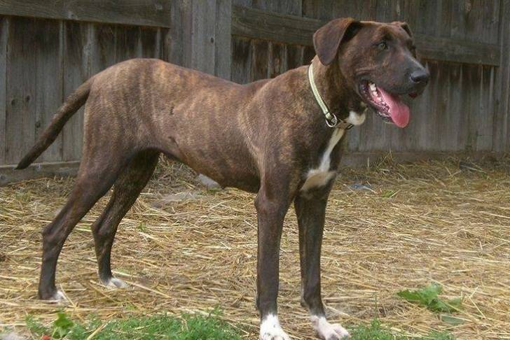 Un Mountain Feist tirant la langue et portant un collier autour du cou