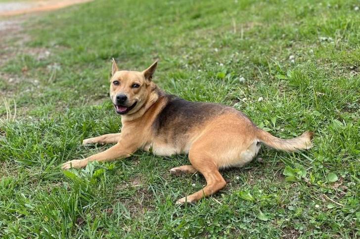Un Mountain Feist sur un terrain herbeux et regardant vers la caméra 