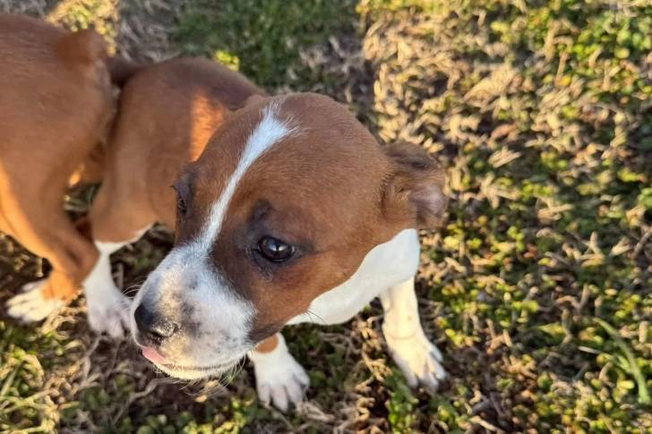 Un Mountain Feist sur un terrain herbeux et semblant détendu