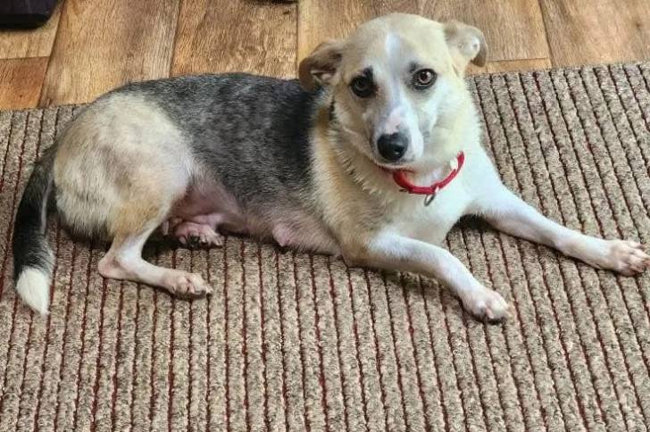 Un Mountain Feist allongé sur un tapis et portant un collier autour 