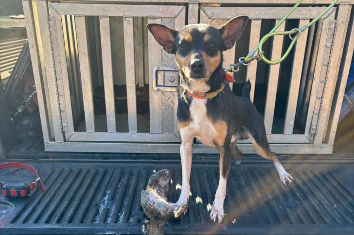 Un Mountain Feist regardant vers la caméra et qui est tenu en laisse 