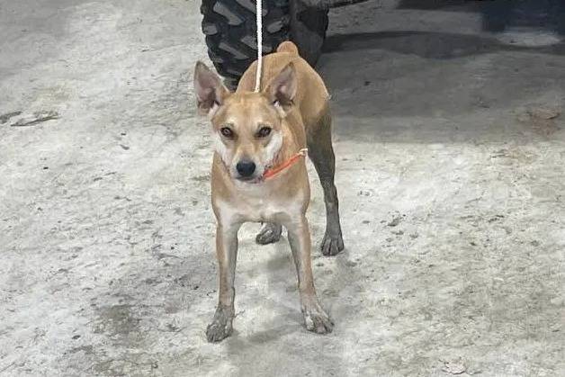 Un Mountain Feist regardant vers la caméra et qui est tenu en laisse