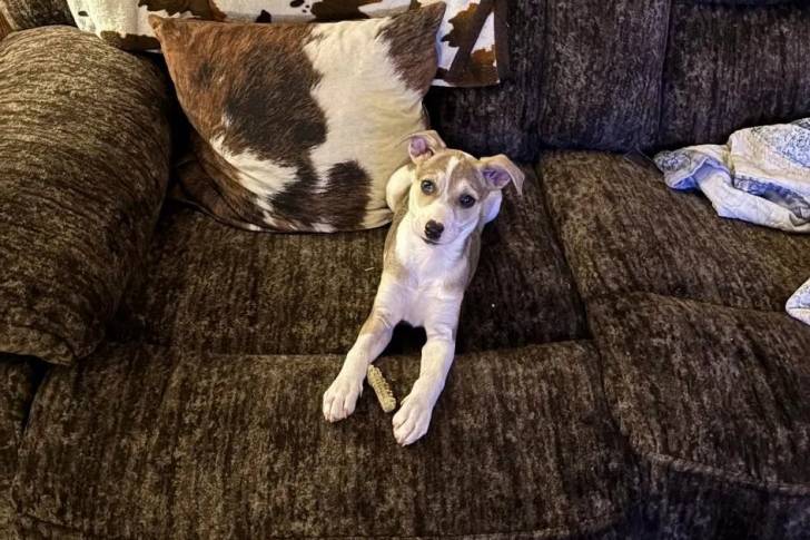 Un Mountain Feist allongé sur un canapé et regardant vers la caméra 