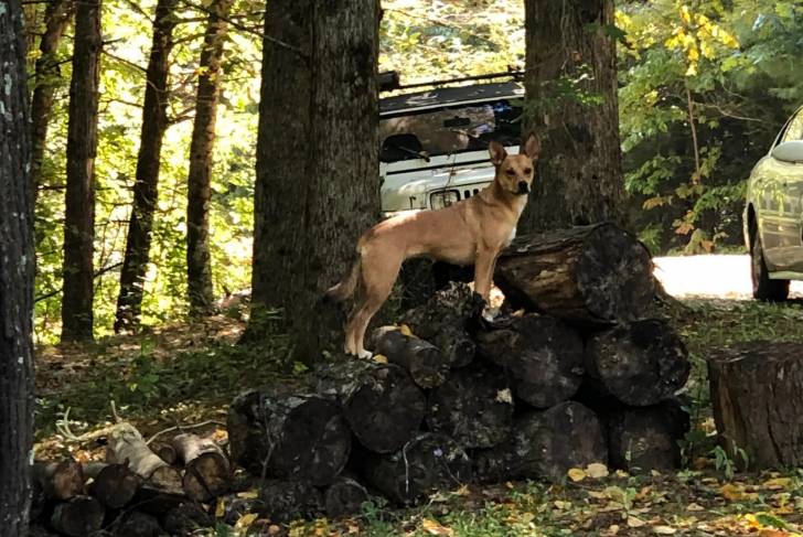 Un Mountain Feist sur des bûches et regardant vers la caméra 