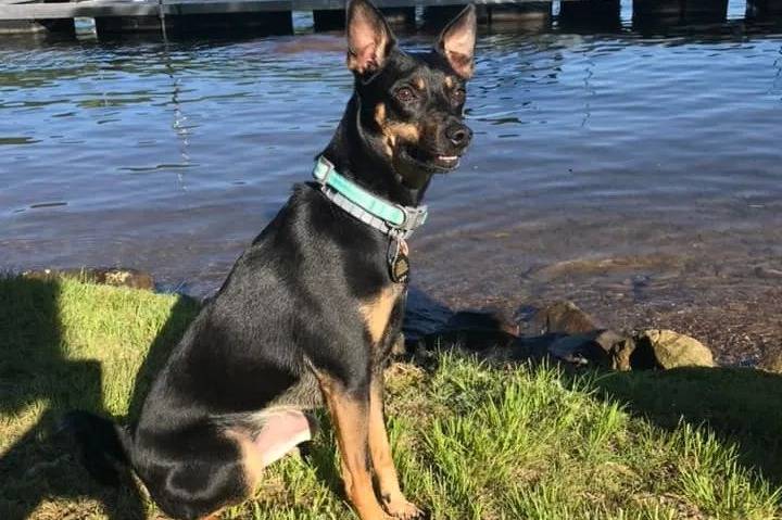 Un Mountain Feist assis sur un terrain herbeux et portant un collier autour du cou