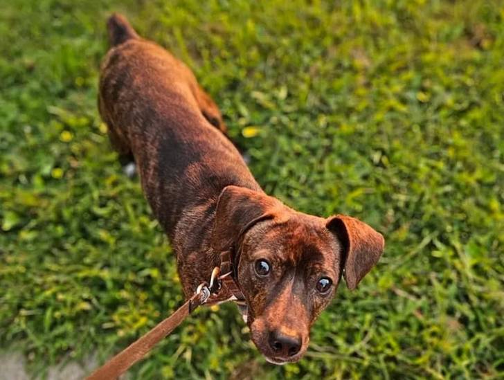 Un Mountain Feist sur un terrain herbeux et qui est tenu en laisse 