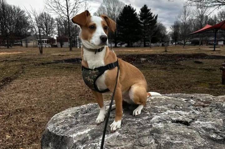Un Mountain Feist sur un rocher et qui est tenu en laisse 