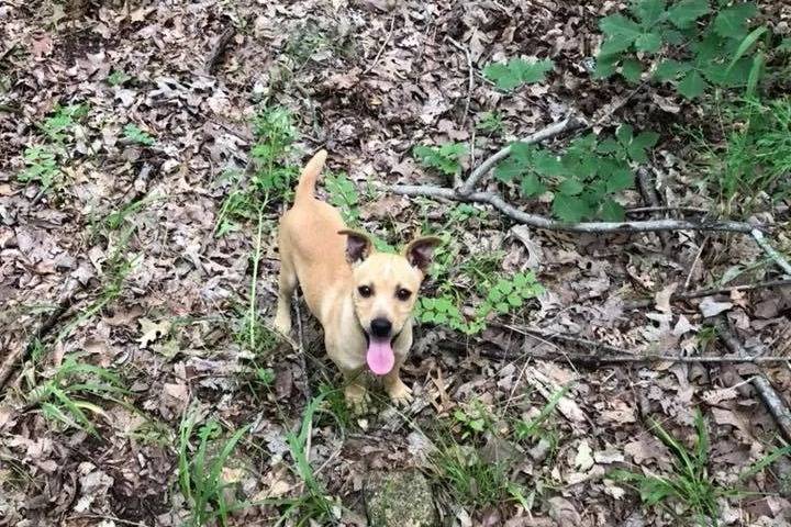 Un Mountain Feist sur un sol jonchés de feuilles mortes et tirant la langue