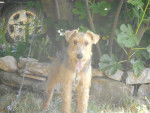 Foxy - Fox Terrier à Poil Dur Mâle (1 an)