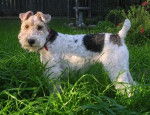 Scooby - Fox Terrier à Poil Dur Mâle (11 ans)