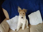 Billy - Fox Terrier à Poil Dur Mâle (6 ans)