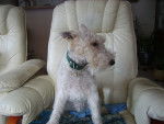 Billy - Fox Terrier à Poil Dur Mâle (6 ans)