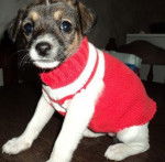 Cerafina - Fox Terrier à Poil Dur (1 an)