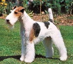 douchka - Fox Terrier à Poil Dur (4 ans)