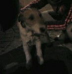 yo y cuki - Fox Terrier à Poil Dur Mâle