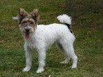 Eva - Fox Terrier à Poil Dur (4 ans)
