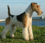 Top-All-Over de Vallauris des Astucieux - Fox Terrier à Poil Dur