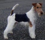 Derrik De Vallauris des Astucieux - Fox Terrier à Poil Dur