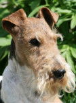 Fox Terrier à poil dur : Caruso des Fox d'Elodie - Fox Terrier à Poil Dur