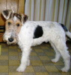 GWENNKI DU HALLIER D'ELTINOR 6 mois, Fox Terrier - Fox Terrier à Poil Dur (6 mois)