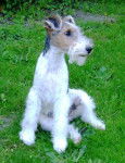 GWENNKI DU HALLIER D'ELTINOR, Fox Terrier - Fox Terrier à Poil Dur