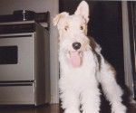 Casey - Fox Terrier à Poil Dur Mâle (3 ans)