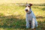 Photo Fox Terrier à Poil Dur