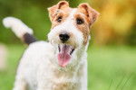 Un Fox Terrier en promenade dehors