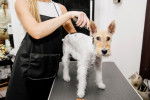 Un Fox Terrier en train de se faire brosser au salon de toilettage 