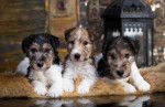 Des chiots Fox Terriers