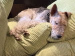 Un Fox Terrier à Poil Dur allongé sur un canapé et portant un collier autour du cou