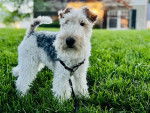 Un Fox Terrier à Poil Dur sur une surface gazonnée et qui est tenu en laisse 