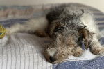 Un Fox Terrier à Poil Dur allongé sur un lit 