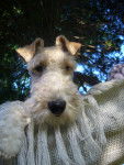 Vidocq - Fox Terrier à Poil Dur Mâle (6 ans)