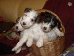 elias - Fox Terrier à Poil Dur Mâle (3 mois)