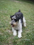 Snoopy - Fox Terrier à Poil Dur Mâle (10 ans)