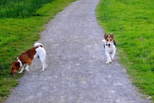 Daisy et Dolly - Fox Terrier à Poil Dur (3 ans)