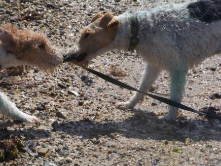 Fox-terrier à poil dur: Vega et Raglou - Fox Terrier à Poil Dur
