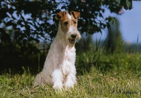 Virus-Scan De Vallauris Des Astucieux - Fox Terrier à Poil Dur