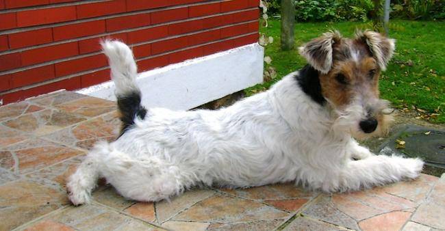GWENNKI DU HALLIER D'ELTINOR 6 mois, Fox Terrier - Fox Terrier à Poil Dur (6 mois)