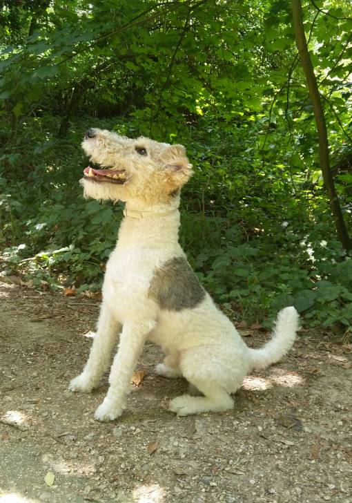 Nando - Fox Terrier à Poil Dur Mâle (1 an et 9 mois)