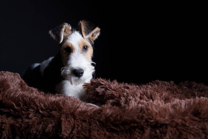 Photo professionnelle d'un Fox Terrier à Poil Dur allongé sur un plaid marron