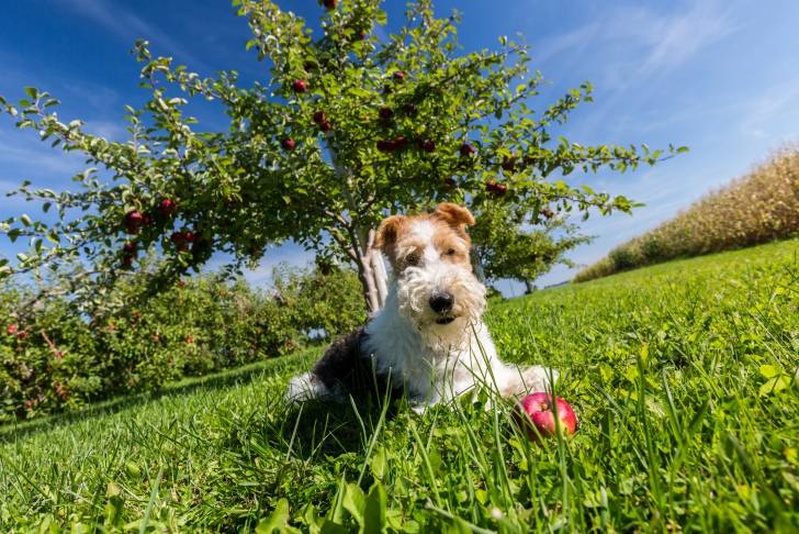 Un Fox Terrier à Poil Dur allongé dans un jardin avec une balle en plastique