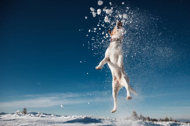Un Fox Terrier à Poil Dur en train de bondir pour attraper de la neige