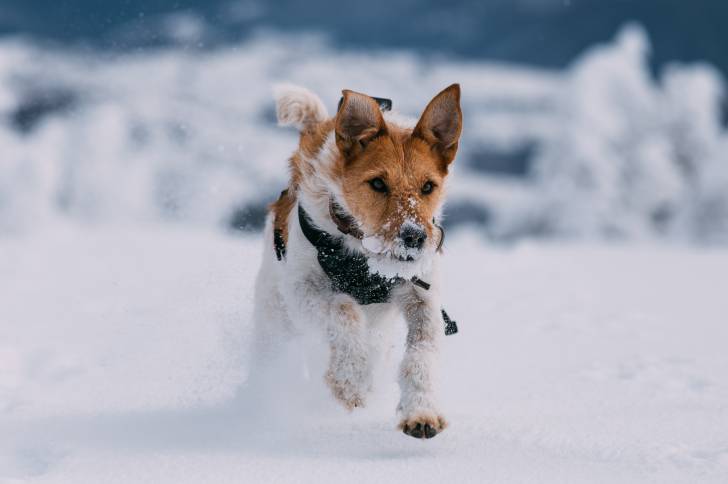 Un Fox Terrier en train de courir dans la neige