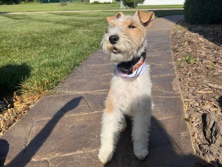 Un Fox Terrier à Poil Dur sur une surface bétonnée et portant un collier autour du cou